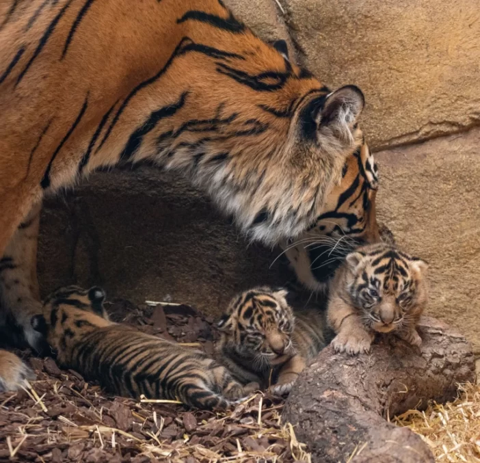 Extra cuki, veszélyeztetett tigriskölykök születtek a londoni állatkertben, amiket most először lehet megtekinteni 5