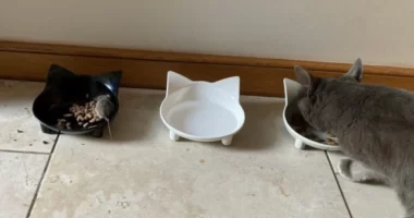 A világ talán „leghaszontalanabb” macskáját fotózta le gazdája Angliában