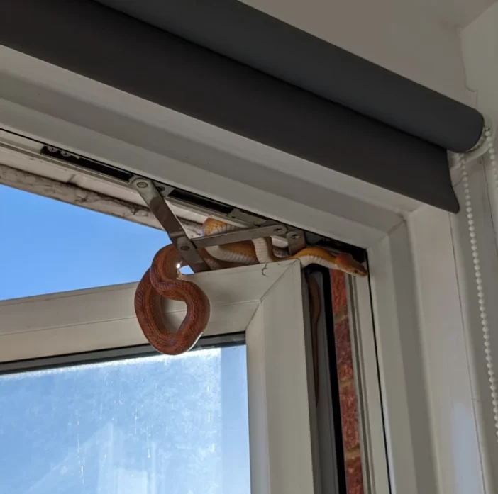 Erre a látványra ébredt egy nő Angliában a délutáni alvásból: egy 1 méteres kígyó mászott befelé az ablakán 5