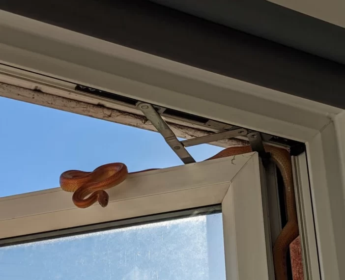 Erre a látványra ébredt egy nő Angliában a délutáni alvásból: egy 1 méteres kígyó mászott befelé az ablakán 4