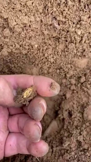 Elképesztő ritka és értékes 15. századi aranygyűrűt talált egy férfi Angliában egy mezőn 5