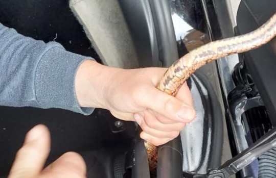 Az autópályán, menet közben vette észre egy férfi Angliában, hogy egy méretes kígyó van a kocsijában alig pár centire tőle 5