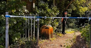 Emberi méhlepényt talált egy 15 éves fiú egy parkban Angliában