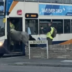 Ilyet sem látsz minden nap Angliában: egy ló próbált meg felkéredzkedni egy buszra a megállóban