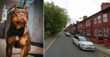 8 éves kisfiú arcát marcangolta össze egy XL bully Angliában, Bootle-ben