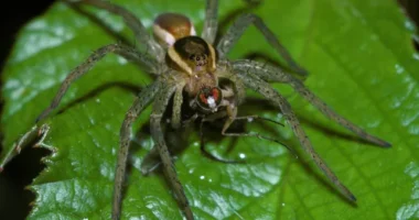 Hatalmas, tenyérméretű pókok szaporodnak Nagy-Britanniában, miután egy állatkert több ezret engedett szabadon belőlük az országban