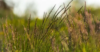 Egy új "elpusztíthatatlan" gyom terjed az Egyesült Királyságban