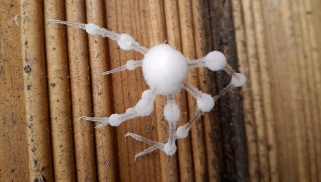 Gombafertőzött „zombi pókokat” találtak Londonban egy kertben