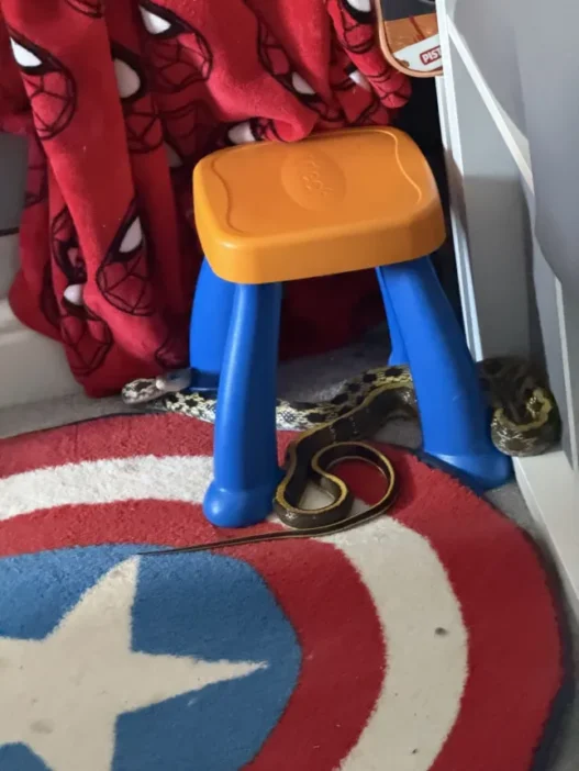 2 méteres kígyót talált a kislánya gyerekszobájában egy anyuka Angliában