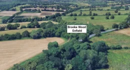 Emberi koponya lógott egy fáról Londonban