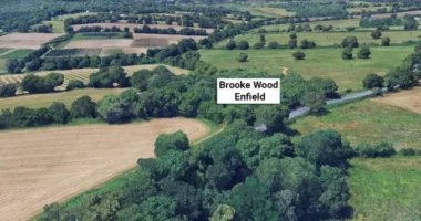 Emberi koponya lógott egy fáról Londonban