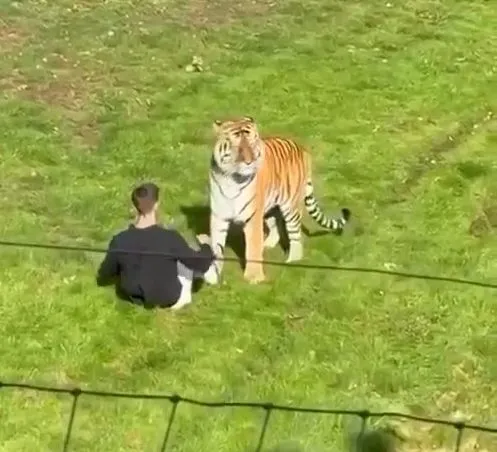 Súlyos incidens egy angliai vadasparkban - egy férfi bement a tigrisek közé és az egyik megtámadta Yorkshire Wildlife Park tigris