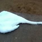 Puszta kézzel fojtott meg egy hattyút egy nő egy angliai park közepén