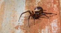 Ilyen csúnya, gennyedző sebet okoz Nagy-Britannia legmérgesebb pókjának a csípése 2