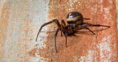 Ilyen csúnya, gennyedző sebet okoz Nagy-Britannia legmérgesebb pókjának a csípése 11