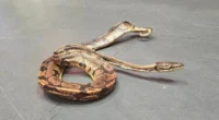 Óriáskígyó volt egy elajándékozott kanapéban Nagy-Britanniában 2
