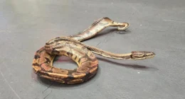 Óriáskígyó volt egy elajándékozott kanapéban Nagy-Britanniában 9