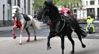 Csuromvéres ló vágtat a lovasa nélkül keresztül London belvárosán – legalább egy emberhez mentőt kellett hívni 2