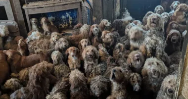Borzasztó körülmények közt tartott 250 kutyát fedeztek fel egy házban Angliában - sokan el sem hitték, hogy a képek valódiak