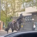 Kiderültek a részletek, több ló is súlyos állapotban azok után, hogy tegnap elszabadultak London belvárosában, hatalmas felfordulást okozva