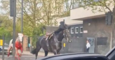 Kiderültek a részletek, több ló is súlyos állapotban azok után, hogy tegnap elszabadultak London belvárosában, hatalmas felfordulást okozva