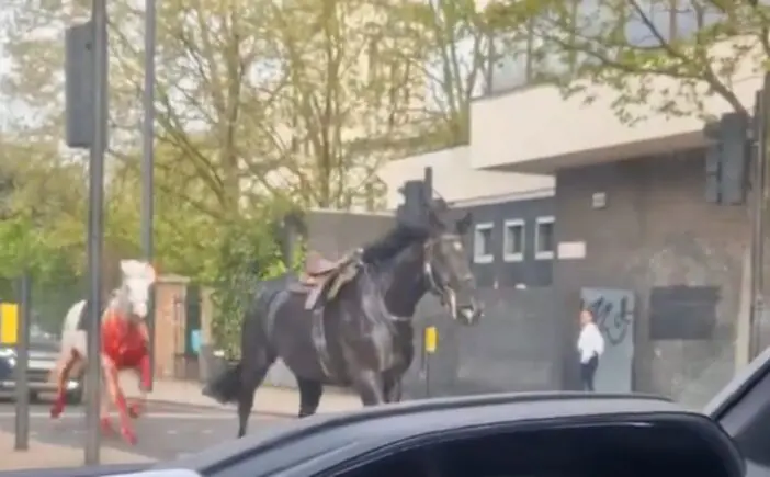 Kiderültek a részletek, több ló is súlyos állapotban azok után, hogy tegnap elszabadultak London belvárosában, hatalmas felfordulást okozva