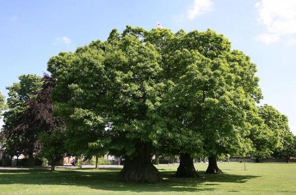 Wan sweet chestnut 3.jpg-pwrt2