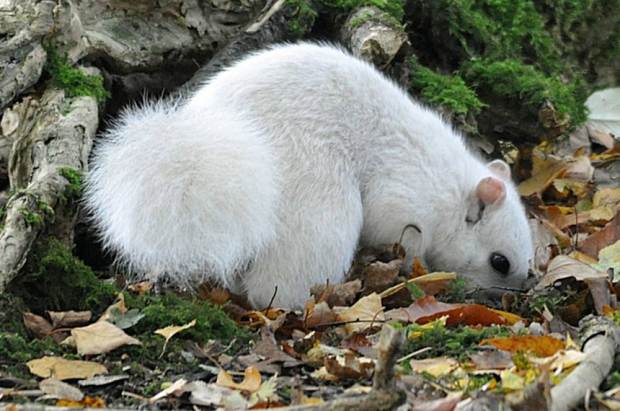 PIC FROM ANDREW FULTON / CATERS NEWS - (PICTURED: The rare white squirrel in Cheshire ) - Thats nuts! This lucky photographer managed to snap a picture of a white squirrel so rare there are only four in the whole country. Normally no stranger to the woods, squirrels pop out from behind trees causing mischief and burying their nuts but this is no ordinary squirrel its even rarer than an albino. Andrew Fulton, 59, from Northwich, Cheshire, caught the beautiful white animal on camera in Marbury Country Park, Cheshire, on Thursday October 22. SEE CATERS COPY.