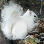 Sikerült lefotózni a fehér mókust, amiből alig négy db él Nagy-Britanniában