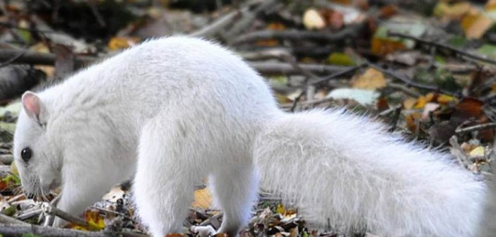 PIC FROM ANDREW FULTON / CATERS NEWS - (PICTURED: The rare white squirrel in Cheshire ) - Thats nuts! This lucky photographer managed to snap a picture of a white squirrel so rare there are only four in the whole country. Normally no stranger to the woods, squirrels pop out from behind trees causing mischief and burying their nuts but this is no ordinary squirrel its even rarer than an albino. Andrew Fulton, 59, from Northwich, Cheshire, caught the beautiful white animal on camera in Marbury Country Park, Cheshire, on Thursday October 22. SEE CATERS COPY.