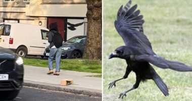 Egy agresszív varjú tucatszámra támadja meg az embereket Észak-Londonban