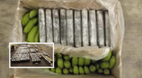 Óriási kokain szállítmányt fogtak el Angliában, banánok közé rejtve 2