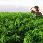 Legalizálhatják a kannabiszt Nagy-Britanniában