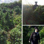 Focipálya méretű kannabisz erdőt fedeztek fel Dél-Nyugat Londonban