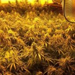 1 millió GBP értékű marihuána ültetvényre bukkantak egy londoni házban