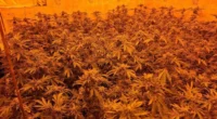 Megvette új angliai otthonát, kiderült, hogy az előző tulaj "benne felejtett" egy egész kannabiszfarmot