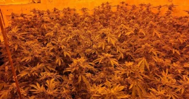 Megvette új angliai otthonát, kiderült, hogy az előző tulaj "benne felejtett" egy egész kannabiszfarmot