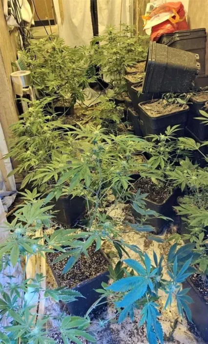 Megvette új angliai otthonát, kiderült, hogy az előző tulaj "benne felejtett" egy egész kannabiszfarmot