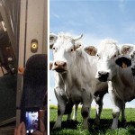 Kisiklott egy vonat Angliában, miután tehenekkel ütközött