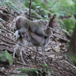 Két teljesen különböző állatfajt videóztak le, amint párosodni próbálnak