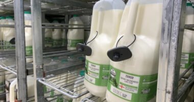 Az egyik Tescoban már a tejekre is elkezdtek lopásgátlót tenni Angliában, annyi a lopás