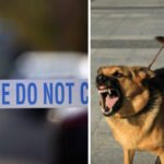 Kutya marcangolt halálra egy idős nőt Közép-Angliában