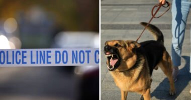 Kutya marcangolt halálra egy idős nőt Közép-Angliában