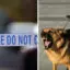 Kutya marcangolt halálra egy idős nőt Közép-Angliában 61