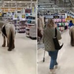 Ilyet se látsz minden nap – beszabadult egy ló az egyik Tescoba Nagy-Britanniában, Crdiff városában