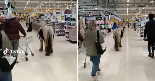 Ilyet se látsz minden nap – beszabadult egy ló az egyik Tescoba Nagy-Britanniában, Crdiff városában