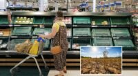 Súlyos figyelmeztetés: élelmiszerhiány jöhet Angliában, a következő 10 nap kritikus