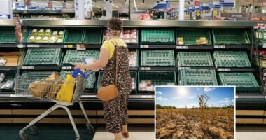 Súlyos figyelmeztetés: élelmiszerhiány jöhet Angliában, a következő 10 nap kritikus