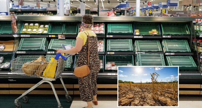 Súlyos figyelmeztetés: élelmiszerhiány jöhet Angliában, a következő 10 nap kritikus