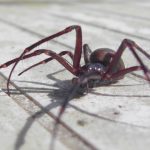 Nagy-Britannia egyik legmérgesebb pókja nagyon megszaporodik az időjárás miatt